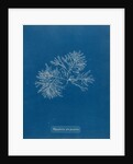 Polysiphonia nigrescens by Anna Atkins