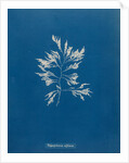 Vertebrata fucoides by Anna Atkins