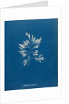 Vertebrata fucoides by Anna Atkins