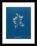 Vertebrata fucoides by Anna Atkins