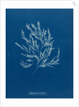 Vertebrata fucoides by Anna Atkins