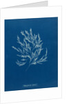 Vertebrata fucoides by Anna Atkins