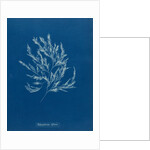 Vertebrata fucoides by Anna Atkins