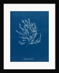 Vertebrata fucoides by Anna Atkins