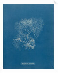 Vertebrata furcellata by Anna Atkins