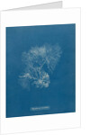 Vertebrata furcellata by Anna Atkins