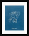 Vertebrata furcellata by Anna Atkins