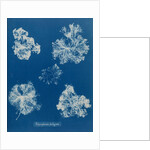 Polysiphonia lanosa by Anna Atkins