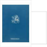 Polysiphonia lanosa by Anna Atkins