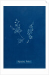 Leptosiphonia brodiei by Anna Atkins