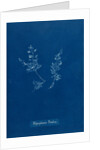 Leptosiphonia brodiei by Anna Atkins