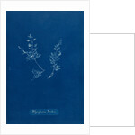 Leptosiphonia brodiei by Anna Atkins