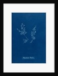 Leptosiphonia brodiei by Anna Atkins