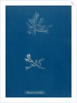 Leptosiphonia fibrillosa by Anna Atkins