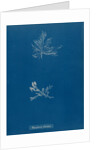 Leptosiphonia fibrillosa by Anna Atkins