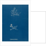 Leptosiphonia fibrillosa by Anna Atkins