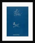 Leptosiphonia fibrillosa by Anna Atkins