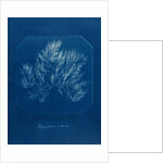 Vertebrata fucoides by Anna Atkins