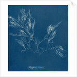 Vertebrata fucoides by Anna Atkins