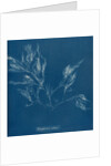 Vertebrata fucoides by Anna Atkins