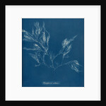 Vertebrata fucoides by Anna Atkins