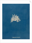 Polysiphonia subcontorta by Anna Atkins