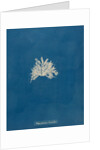 Polysiphonia subcontorta by Anna Atkins