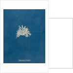 Polysiphonia subcontorta by Anna Atkins