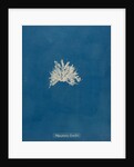Polysiphonia subcontorta by Anna Atkins