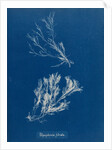 Polysiphonia fibrata by Anna Atkins