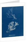 Polysiphonia fibrata by Anna Atkins