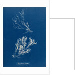 Polysiphonia fibrata by Anna Atkins