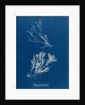 Polysiphonia fibrata by Anna Atkins