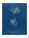 Polysiphonia stricta by Anna Atkins