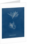 Polysiphonia stricta by Anna Atkins