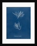 Polysiphonia stricta by Anna Atkins