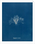 Polysiphonia stricta by Anna Atkins