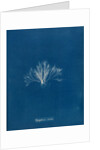 Polysiphonia stricta by Anna Atkins