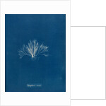 Polysiphonia stricta by Anna Atkins