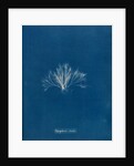 Polysiphonia stricta by Anna Atkins