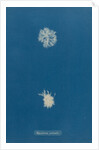 Polysiphonia pulvinata by Anna Atkins
