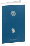 Polysiphonia pulvinata by Anna Atkins