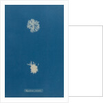 Polysiphonia pulvinata by Anna Atkins