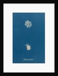 Polysiphonia pulvinata by Anna Atkins