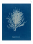 Polysiphonia stricta by Anna Atkins