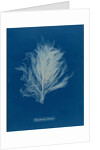 Polysiphonia stricta by Anna Atkins
