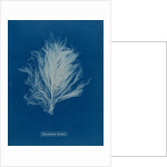 Polysiphonia stricta by Anna Atkins