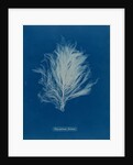 Polysiphonia stricta by Anna Atkins