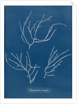 Carradoriella elongata by Anna Atkins