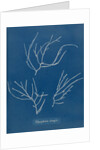 Carradoriella elongata by Anna Atkins